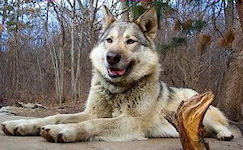  Guardian Wolf Sheba