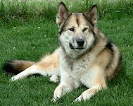  Guardian Wolf Gizmo